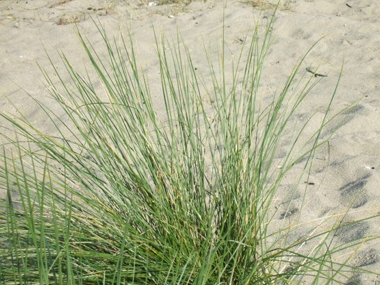 meer045.jpg