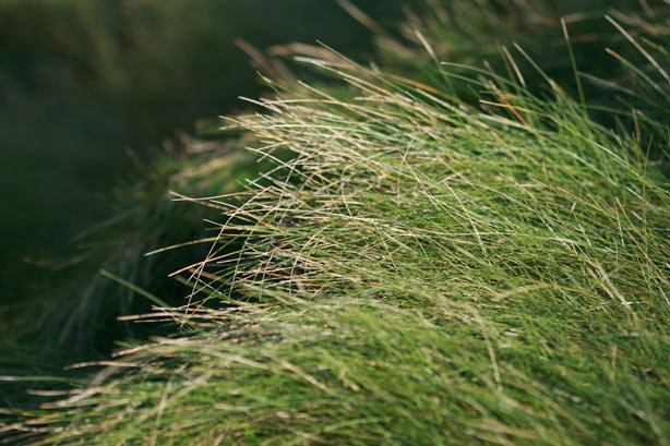 meer046.jpg